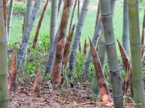 Edible Bamboo Shoots Orlando | Bamboo from Florida for Privacy & Beauty. Fast-Growing, Non ...