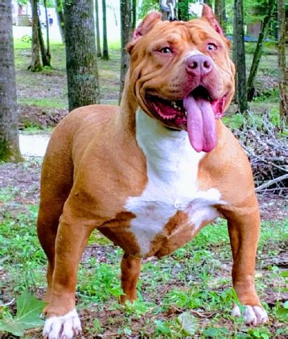 PUREBRED REDNOSE PITBULL FIREBALL