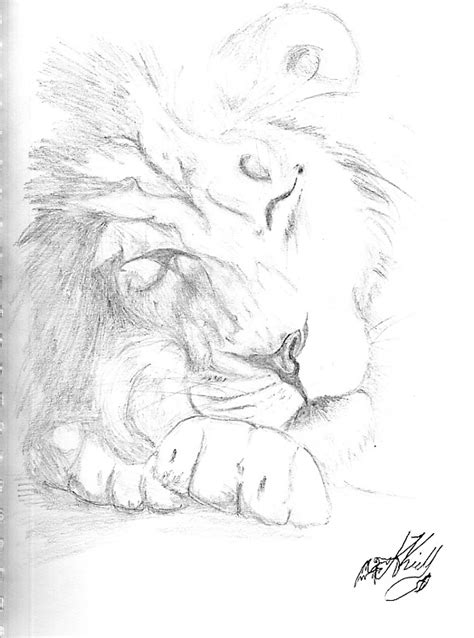 Sleeping Lion Drawing at GetDrawings | Free download