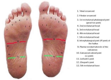 Anatomy of the plantar foot | Foot anatomy, Bottom of foot anatomy, Ankle anatomy