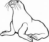 Seal Coloring Pages At GetColoringscom  Free Printable Colorings sketch template