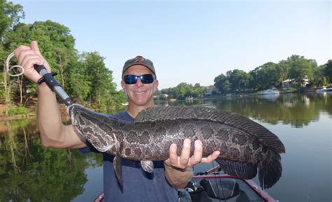 Northern Snakehead Fish: Characteristics, habitat, types and more....