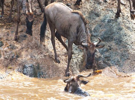 Gnu antelope stock image. Image of background, outdoors - 28839067