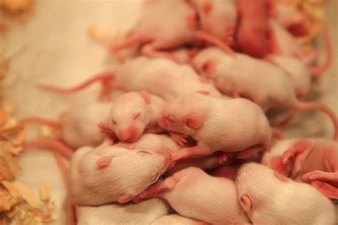 Breeding must stop while universities kill thousands of mice