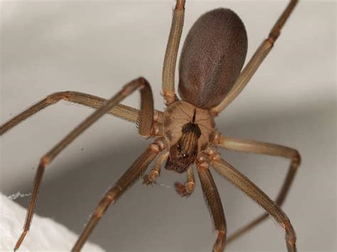 New Jersey's Guide To Brown Recluse Spiders | Dangerous Spiders In NJ