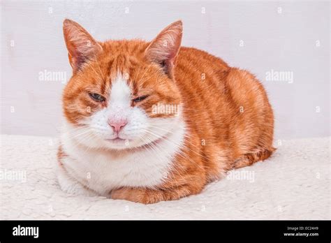 Domestic ginger tom cat, Hampshire, England, United Kingdom Stock Photo ...