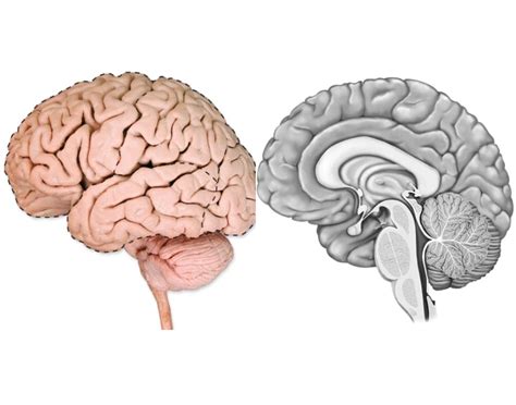 Brain Anatomy 2 Quiz