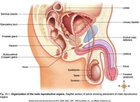 Male Reproductive System Diagram With Labels