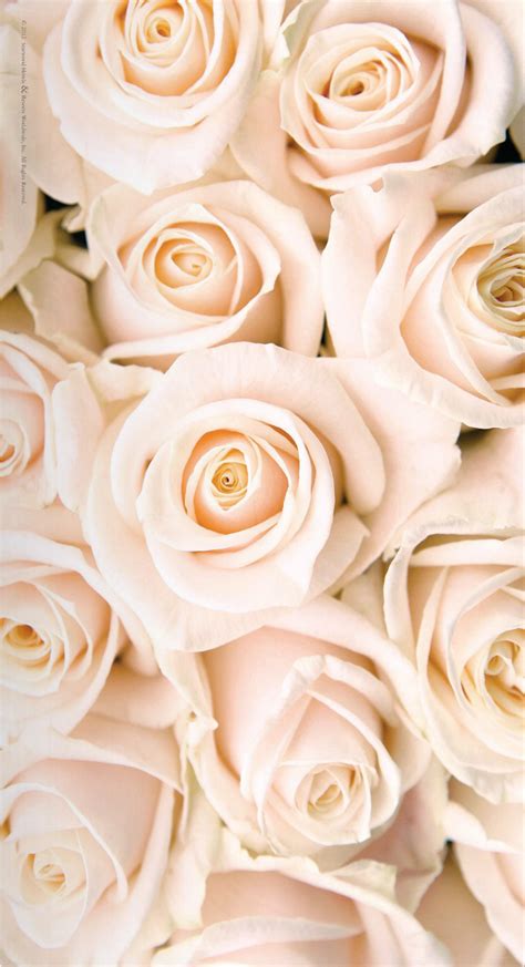 Rose gold roses ⊱╮ | ♔ Rose Gold • Blush ♔ | Pinterest | Pale pink, Pink roses and Rose