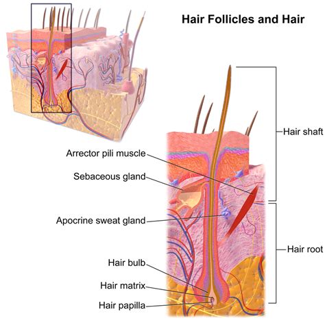 10.5 Hair – Human Biology
