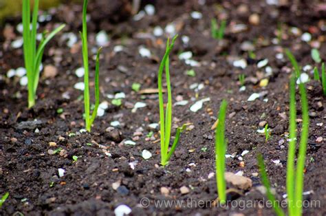 Spring onion seedlings can be planted in trays or sown direct and thinned out. Garden Veggies ...