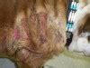 Canine Flea Bite Allergy Dermatitis in Dogs