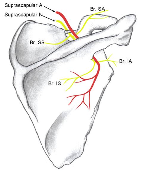 Suprascapular Nerve Block