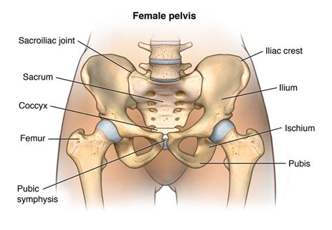 Pelvis MRI Cost, Purpose (Male & Female) & Results [2024]