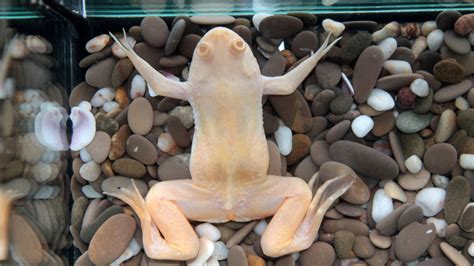 How to Set Up an Aquatic Frog Tank - African Dwarf Frogs - Frog Pets