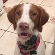 Ives (Ollie) - American Brittany Rescue