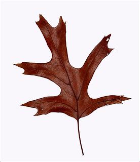 Red Oak Leaf Shape | This is the leaf of a Shumard Red Oak. … | Flickr