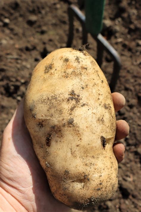 Growing Potatoes in Raised Beds