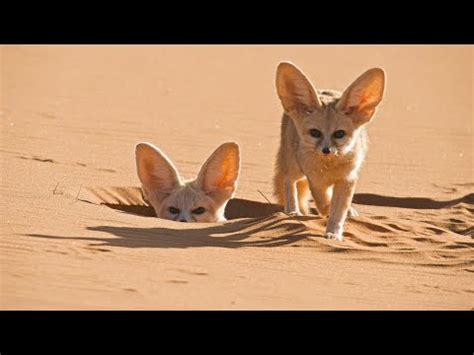 The adorable fennec fox: Meet Sahara’s smallest predator