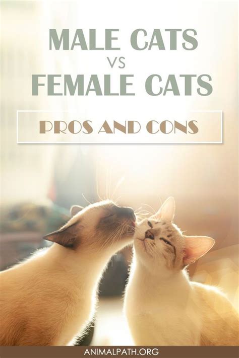 Male Cats Vs Female Cats: Pros and Cons | Cats, Pet care cats, Cat personalities