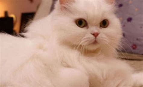 7 Jenis Kucing Persia yang Bagus dan Populer di Indonesia!