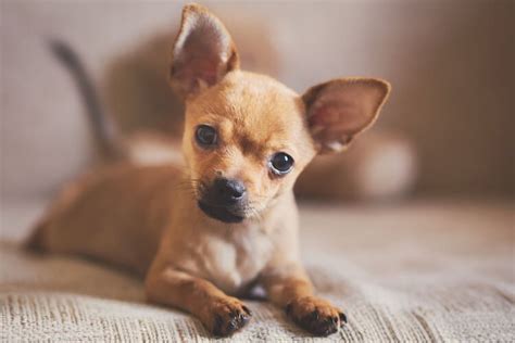 Do Pit Bulls And Chihuahuas Get Along