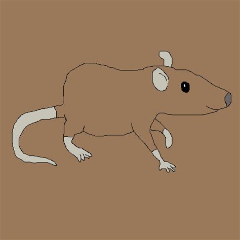 Desert Rat Drawing by lilkanyongmail on DeviantArt