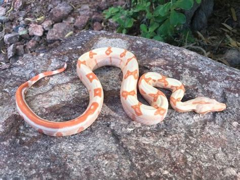 Sunglow Jungle Boa Constrictor by Unrivaled Reptiles - MorphMarket USA (With images) | Boa ...