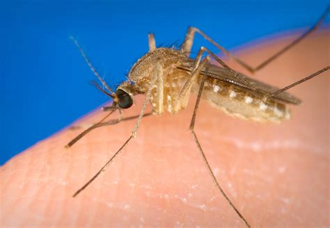 Mosquito-borne Diseases in Ohio