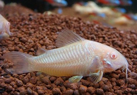 ALBINO CORYDORAS - aquascape