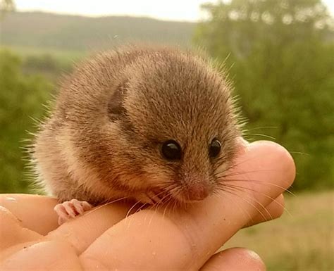 National species action plan for the Mouse-tailed dormouse – The Habitat Foundation