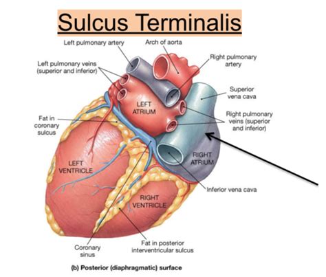 Sulcus Terminalis