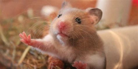 How Much Do Hamsters Cost? A Guide To Hamster Ownership Expenses