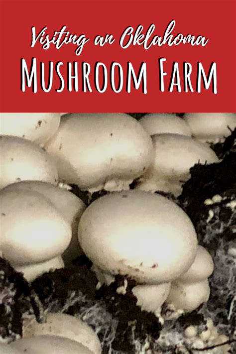 A Mushroom Farm Visit is a Totally Different Farm Experience - JP loves LIFE!