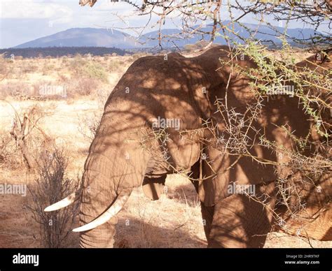 Elephant Safari Kenya Africa Stock Photo - Alamy