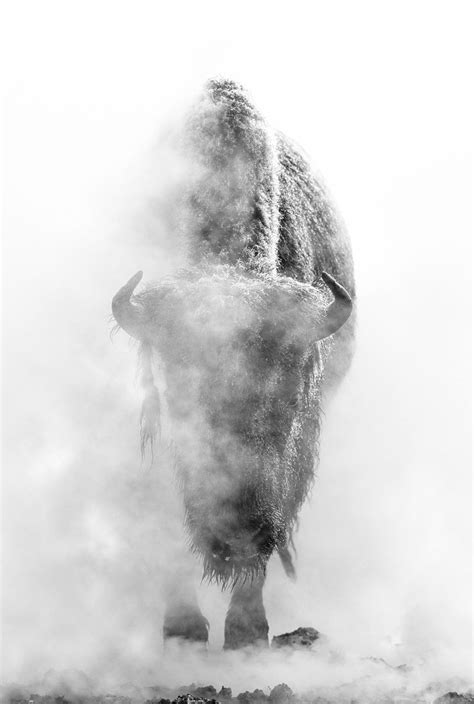 Ghost Bison, Yellowstone National Park, Wyoming, 1999 - National Geographic Fine Art Galleries ...