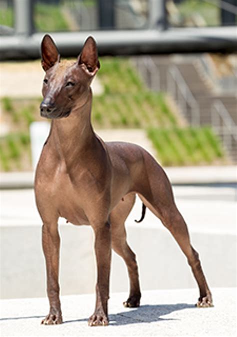 Are Xoloitzcuintli Good Dogs