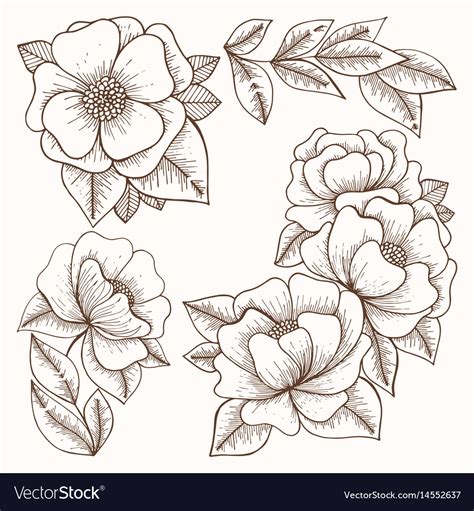 Flowers hand drawing set Royalty Free Vector Image