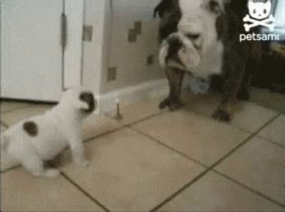 What Are You Looking At? GIF - Big Dog Intimidate - Discover & Share GIFs