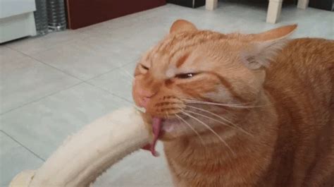 an orange tabby cat eating a banana on the floor with its tongue hanging out