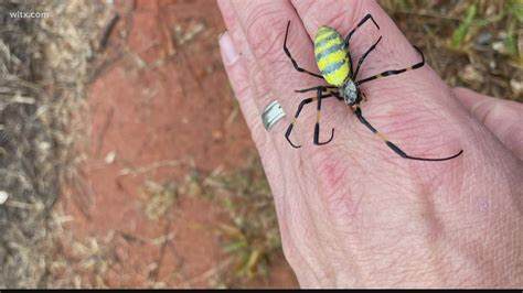 Joro spiders likely capable of spreading up East Coast: UGA study | wltx.com