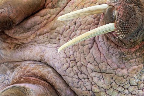 Close-up Of Walrus Tusks Photograph by Heike Odermatt - Fine Art America