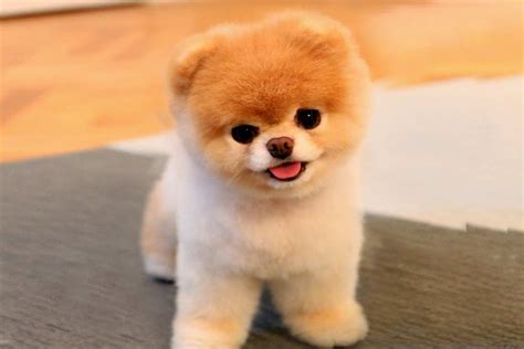 20 Fun Facts You Didn't Know About Boo: The World's Cutest Dog