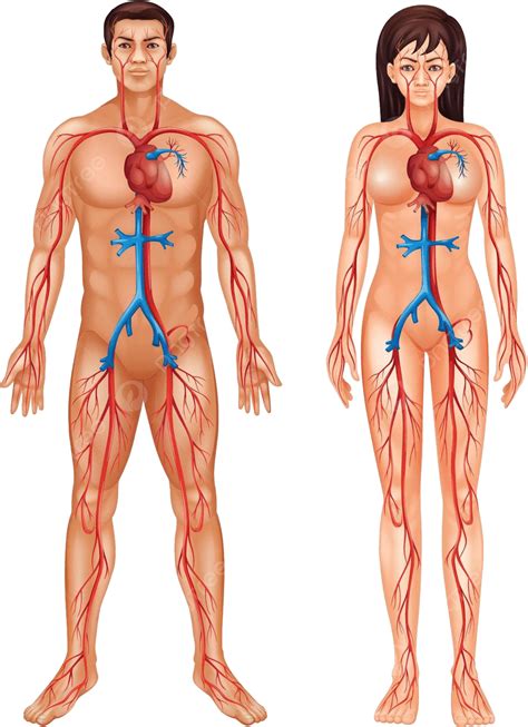 Human Circulatory System Skeleton Circulation Scientific Vector, Skeleton, Circulation ...