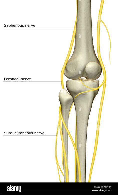 The nerve supply of the knee Stock Photo - Alamy