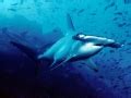 Scalloped Hammerhead Shark – "OCEAN TREASURES" Memorial Library
