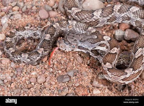 Texas rat snake hi-res stock photography and images - Alamy