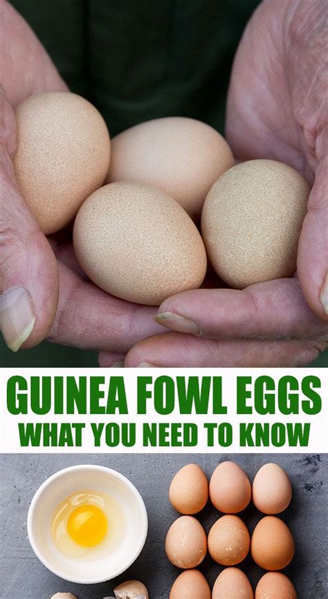 Guinea Fowl Eggs | Guinea fowl, Fowl, Raising backyard chickens