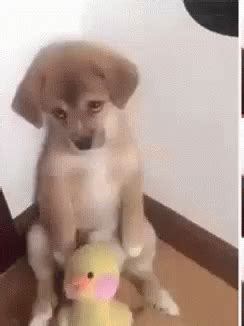 Sad Puppy Face GIFs | Tenor