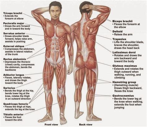 Human Organs Diagram Male - koibana.info | Human body muscles, Human ...